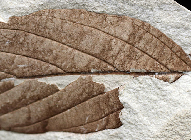 類人猿が誕生する前の木の葉の化石。国産植物化石。兵庫県須磨区神戸層群より採集（その4）