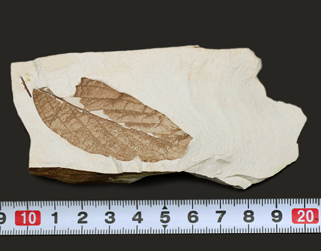 類人猿が誕生する前の木の葉の化石。国産植物化石。兵庫県須磨区神戸層群より採集（その8）
