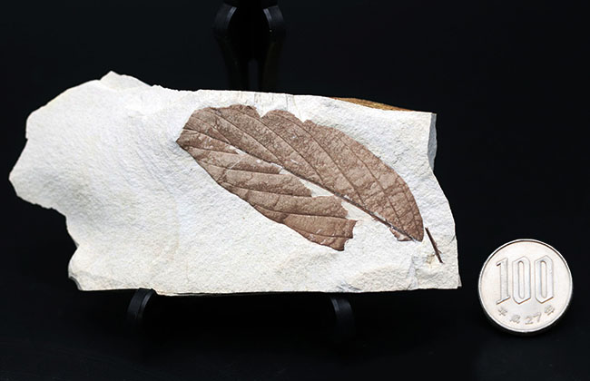 類人猿が誕生する前の木の葉の化石。国産植物化石。兵庫県須磨区神戸層群より採集（その9）