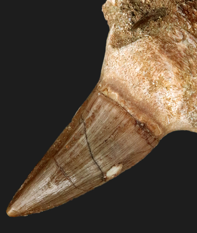 プレミアム付き、別の歯が待機中！希少なモササウルス（Mosasaurus）の歯根付きの歯化石（その2）