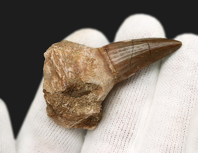 プレミアム付き、別の歯が待機中！希少なモササウルス（Mosasaurus）の歯根付きの歯化石（その3）