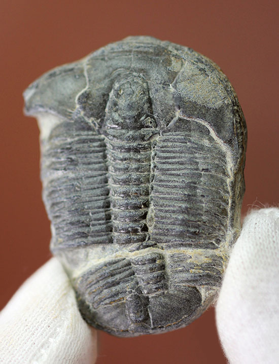 自由頬が半分保存された、カンブリア紀の三葉虫、エルラシア・キンギ(Elrathia Kingi)(その1)