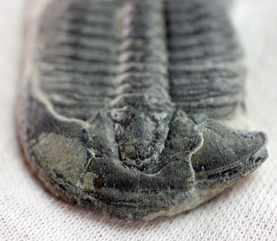 自由頬が半分保存された、カンブリア紀の三葉虫、エルラシア・キンギ(Elrathia Kingi)(その4)