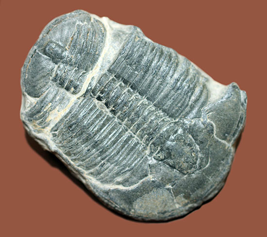 自由頬が半分保存された、カンブリア紀の三葉虫、エルラシア・キンギ(Elrathia Kingi)(その6)