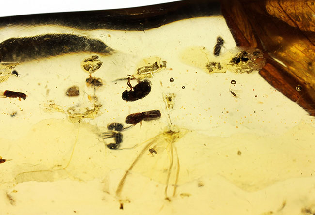 甲虫、アリなど多種多様の虫や大きな葉を含む、マダガスカル産コーパルの上質標本（その10）