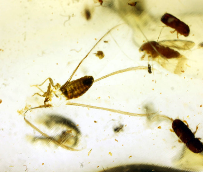 甲虫、アリなど多種多様の虫や大きな葉を含む、マダガスカル産コーパルの上質標本(その11)