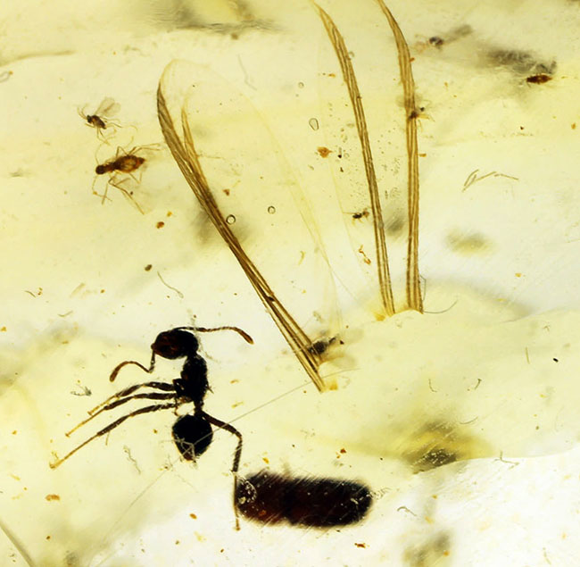 甲虫、アリなど多種多様の虫や大きな葉を含む、マダガスカル産コーパルの上質標本（その12）