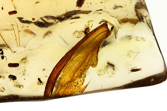 甲虫、アリなど多種多様の虫や大きな葉を含む、マダガスカル産コーパルの上質標本（その13）