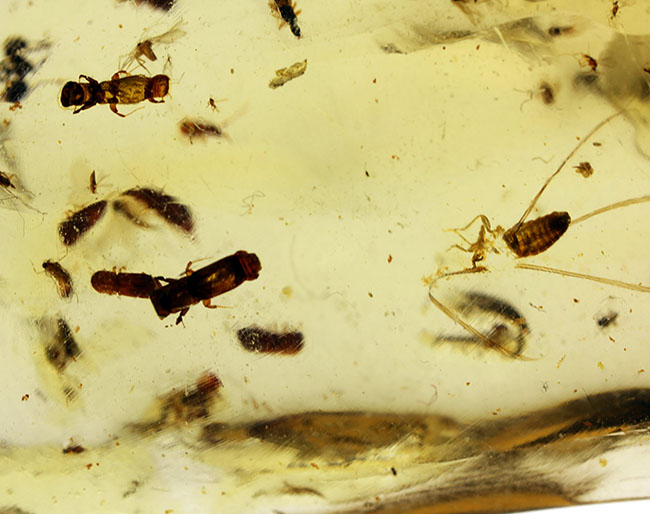 甲虫、アリなど多種多様の虫や大きな葉を含む、マダガスカル産コーパルの上質標本(その14)
