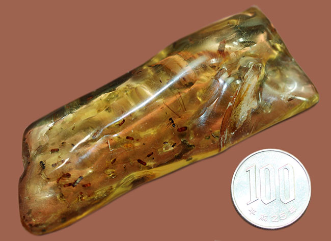 甲虫、アリなど多種多様の虫や大きな葉を含む、マダガスカル産コーパルの上質標本(その16)