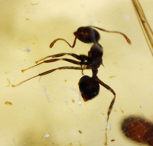 甲虫、アリなど多種多様の虫や大きな葉を含む、マダガスカル産コーパルの上質標本(その3)