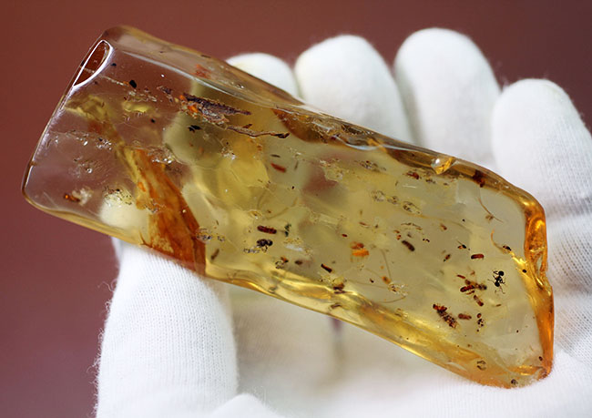 甲虫、アリなど多種多様の虫や大きな葉を含む、マダガスカル産コーパルの上質標本(その4)