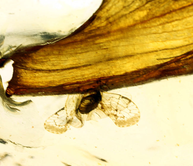 甲虫、アリなど多種多様の虫や大きな葉を含む、マダガスカル産コーパルの上質標本（その5）