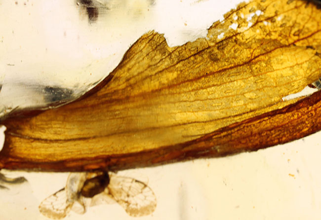 甲虫、アリなど多種多様の虫や大きな葉を含む、マダガスカル産コーパルの上質標本（その6）