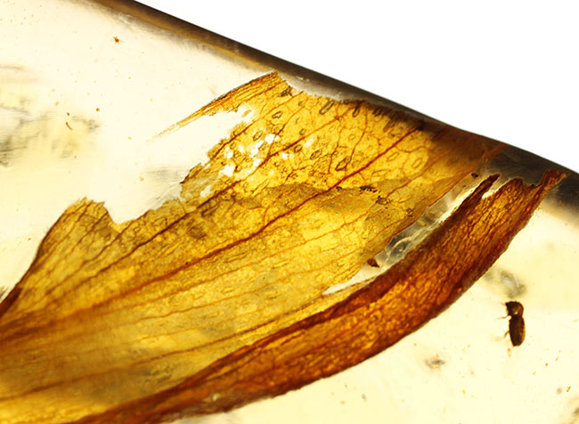 甲虫、アリなど多種多様の虫や大きな葉を含む、マダガスカル産コーパルの上質標本(その7)