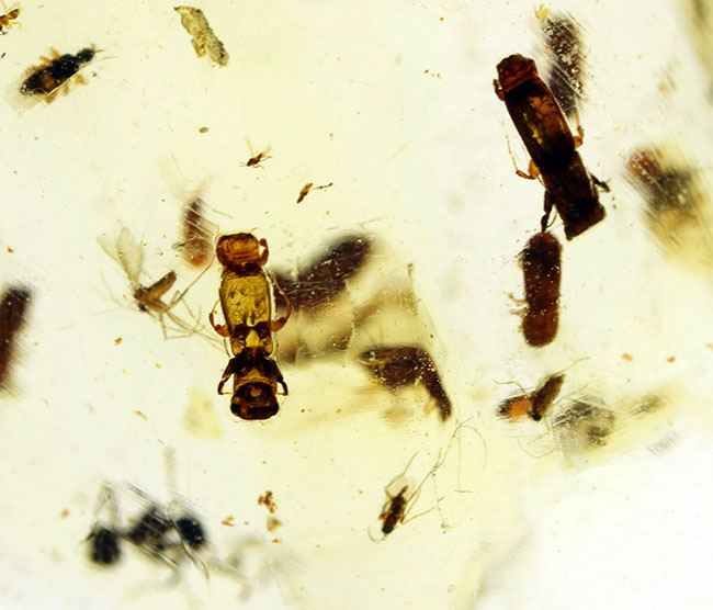 甲虫、アリなど多種多様の虫や大きな葉を含む、マダガスカル産コーパルの上質標本(その8)