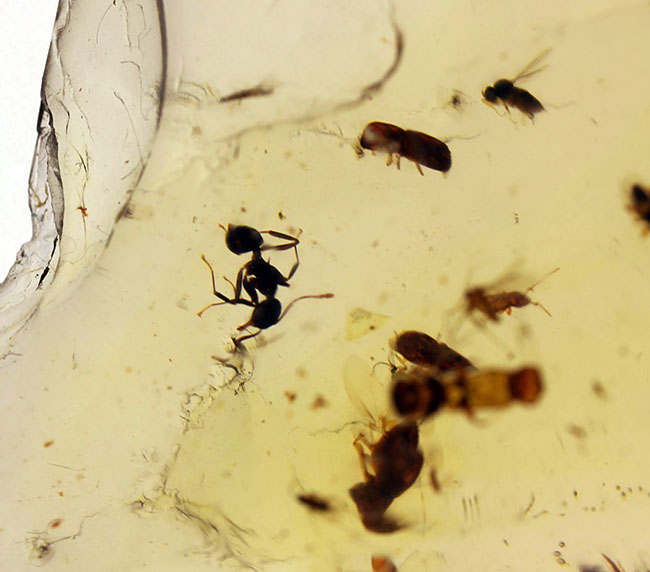 甲虫、アリなど多種多様の虫や大きな葉を含む、マダガスカル産コーパルの上質標本（その9）
