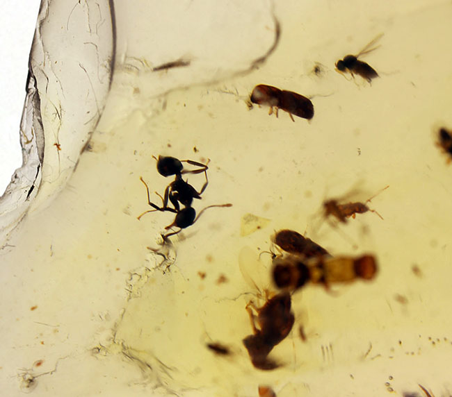 甲虫、アリなど多種多様の虫や大きな葉を含む、マダガスカル産コーパルの上質標本(その9)