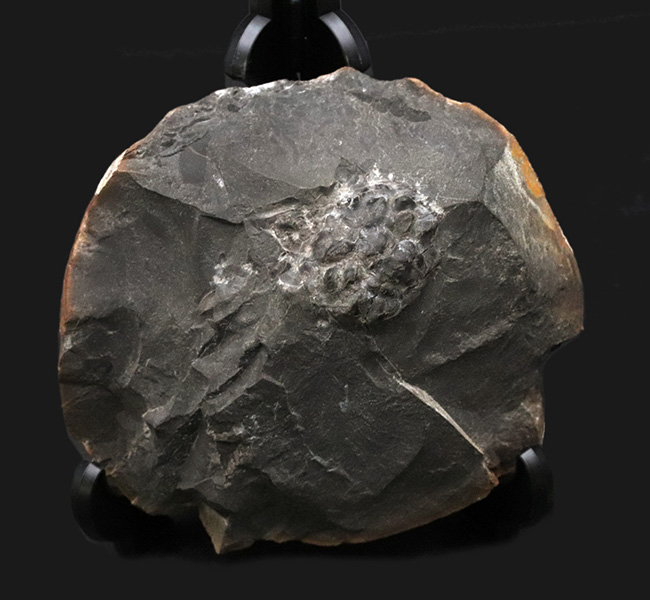 淡路島和泉層群で発見、およそ７０００万年前のカニ、アーカオパス・エゾエンシスの甲羅の化石（その1）