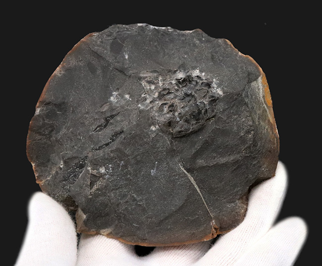 淡路島和泉層群で発見、およそ７０００万年前のカニ、アーカオパス・エゾエンシスの甲羅の化石（その3）