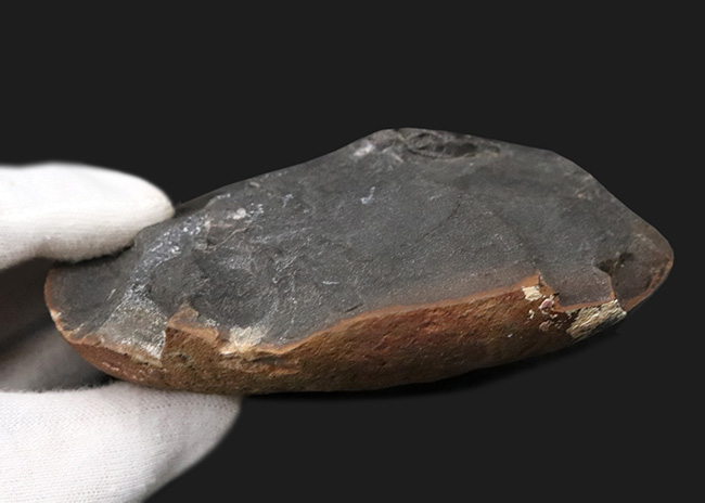 淡路島和泉層群で発見、およそ7000万年前のカニ、アーカオパス