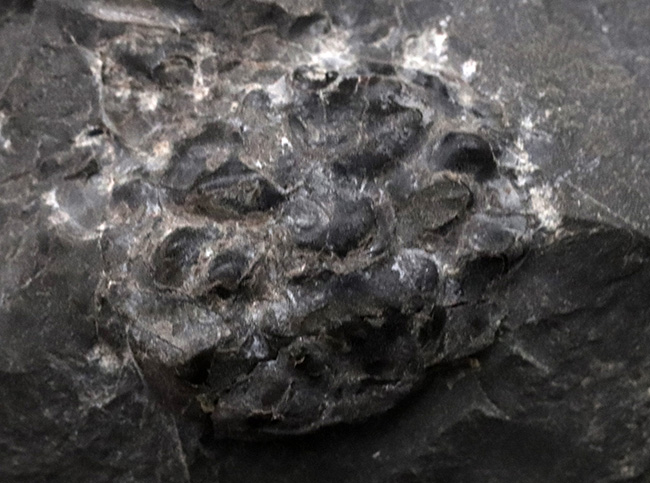 淡路島和泉層群で発見、およそ７０００万年前のカニ、アーカオパス・エゾエンシスの甲羅の化石（その5）