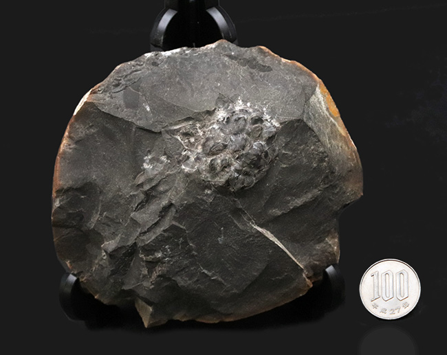 淡路島和泉層群で発見、およそ７０００万年前のカニ、アーカオパス・エゾエンシスの甲羅の化石（その8）