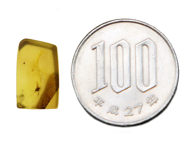 透明な基質に虫が一匹!琥珀コレクターに高い人気を博す、ミャンマー産の琥珀、バーマイト(Burmite)(その8)