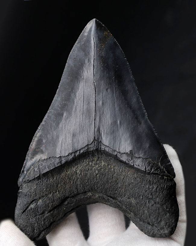 ヘビーコレクター専用の超の付く一級品 巨大 極厚でありながらナチュラル メガロドンベリーナチュラル 人気のメガロドン Carcharocles Megalodon の歯化石の歯化石 海のモンスター 販売