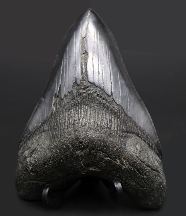 メガロドンの歯 [MG143] 超希少 楽天市場】【送料無料】【メガロドン /化石/歯/恐竜】極上 メガロドン