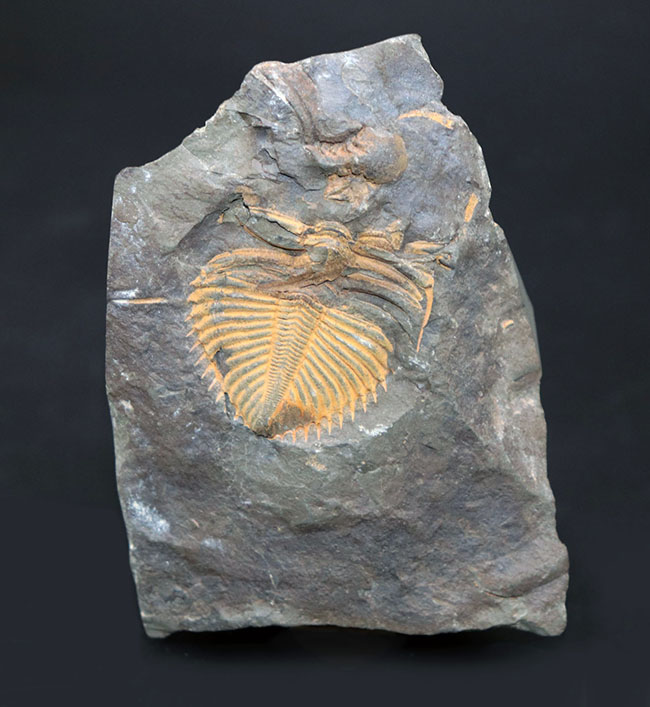 レア三葉虫のコロノセファルス（Coronocephalus sp.）の部分化石。裏面に頭鞍部と思しき部分化石あり（その1）