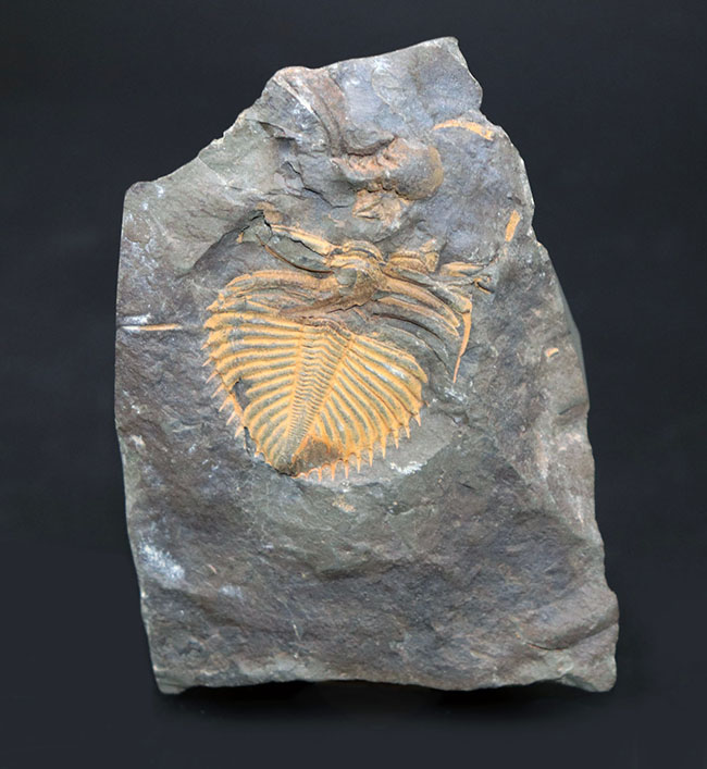 レア三葉虫のコロノセファルス（Coronocephalus sp.）の部分化石。裏面に頭鞍部と思しき部分化石あり（その1）