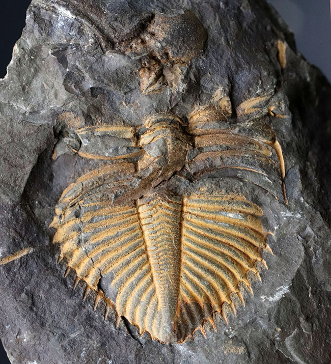 レア三葉虫のコロノセファルス（Coronocephalus sp.）の部分化石。裏面に頭鞍部と思しき部分化石あり