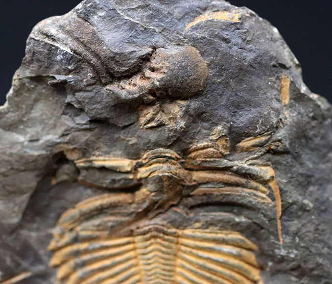 レア三葉虫のコロノセファルス（Coronocephalus sp.）の部分化石。裏面に頭鞍部と思しき部分化石あり（その3）