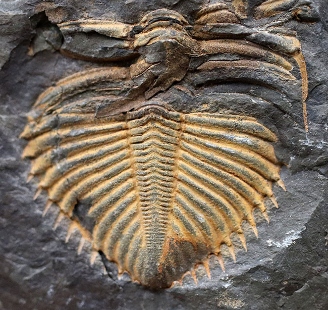 レア三葉虫のコロノセファルス（Coronocephalus sp.）の部分化石。裏面に頭鞍部と思しき部分化石あり（その4）