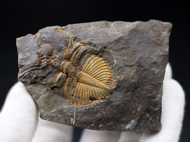 レア三葉虫のコロノセファルス（Coronocephalus sp.）の部分化石。裏面に頭鞍部と思しき部分化石あり