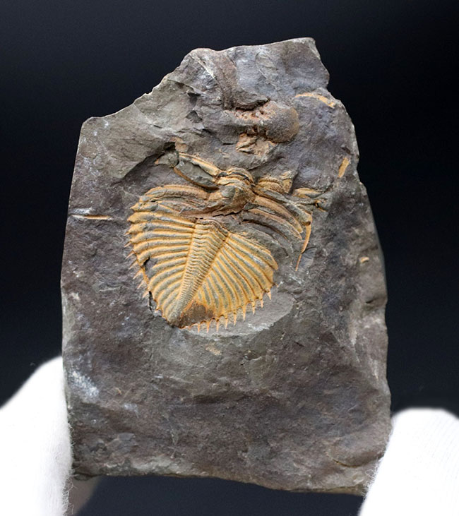 レア三葉虫のコロノセファルス（Coronocephalus sp.）の部分化石。裏面に頭鞍部と思しき部分化石あり（その7）