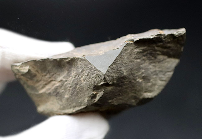 三葉虫　化石　Coronocephalus 三葉虫 化石 Coronocephalus - メルカリ