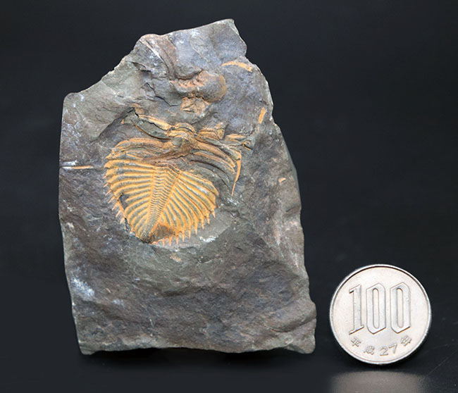 レア三葉虫のコロノセファルス（Coronocephalus sp.）の部分化石。裏面に頭鞍部と思しき部分化石あり（その9）