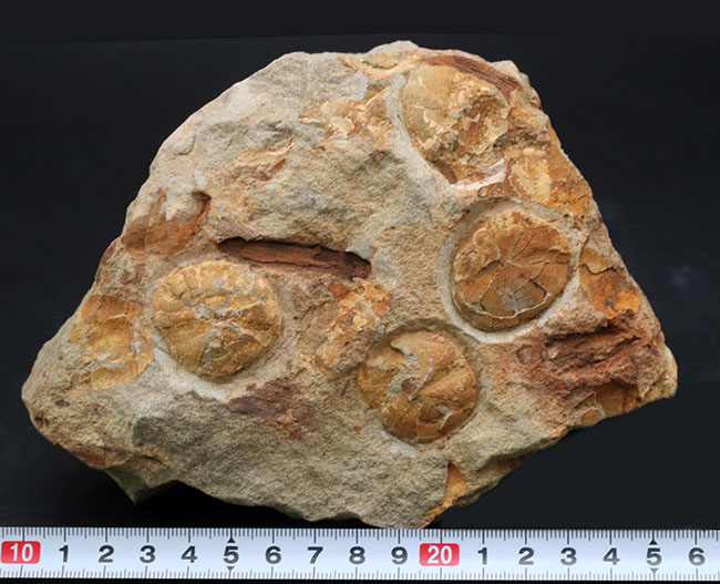 国産マニアックシリーズ！１６センチ超える立派な国産のウニの群集化石。「花びら」が保存（その10）
