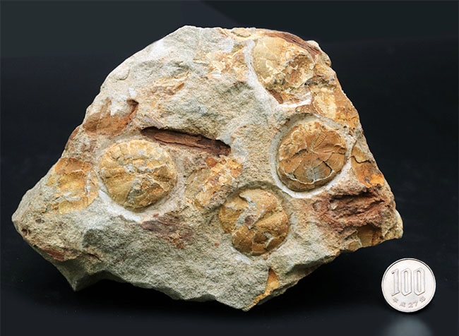 国産マニアックシリーズ！１６センチ超える立派な国産のウニの群集化石。「花びら」が保存（その11）