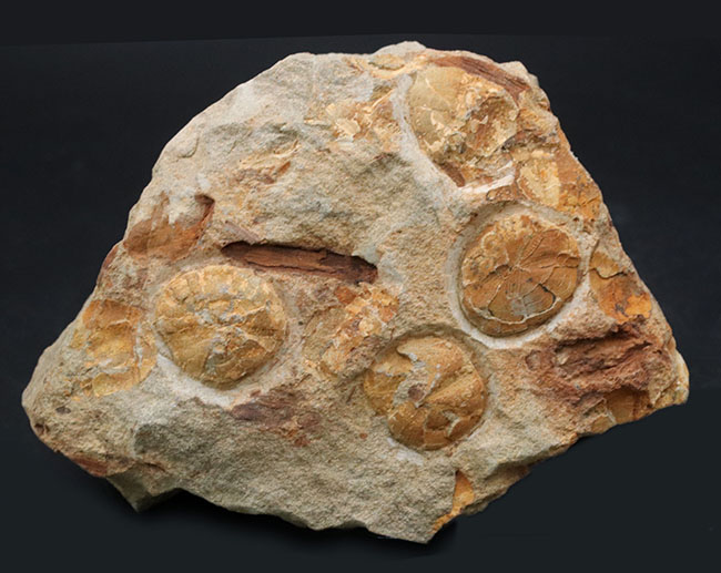 国産マニアックシリーズ！１６センチ超える立派な国産のウニの群集化石。「花びら」が保存（その2）