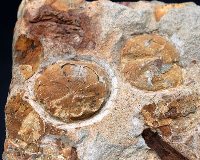 国産マニアックシリーズ！１６センチ超える立派な国産のウニの群集化石。「花びら」が保存（その3）