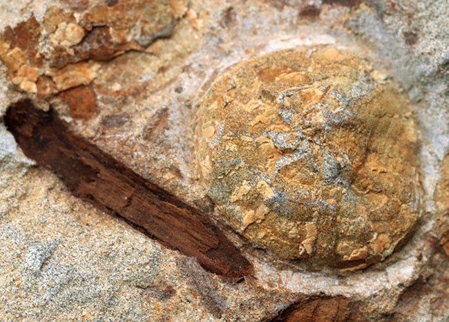 国産マニアックシリーズ！１６センチ超える立派な国産のウニの群集化石。「花びら」が保存（その4）