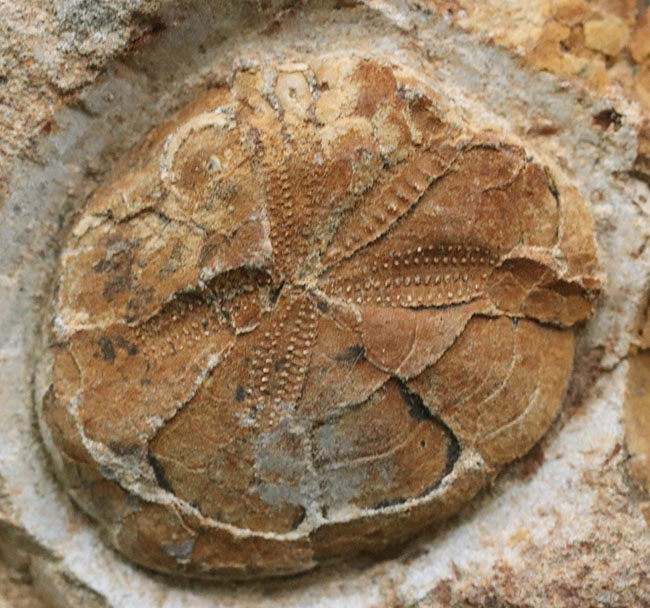国産マニアックシリーズ！１６センチ超える立派な国産のウニの群集化石。「花びら」が保存（その5）