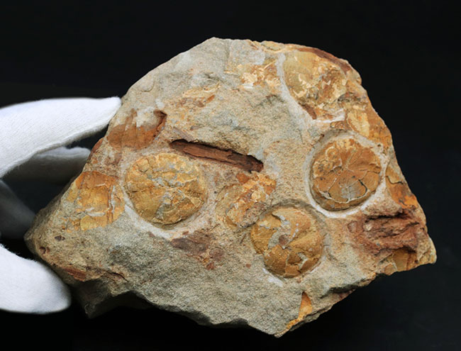 国産マニアックシリーズ！１６センチ超える立派な国産のウニの群集化石。「花びら」が保存（その6）