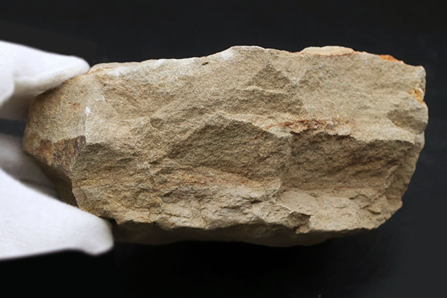 国産マニアックシリーズ！１６センチ超える立派な国産のウニの群集化石。「花びら」が保存（その7）