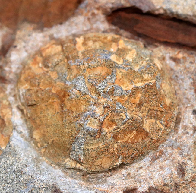 国産マニアックシリーズ！１６センチ超える立派な国産のウニの群集化石。「花びら」が保存（その8）