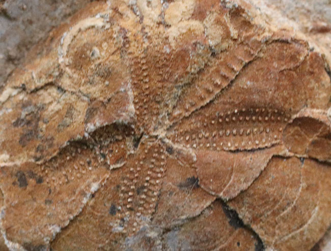 国産マニアックシリーズ！１６センチ超える立派な国産のウニの群集化石。「花びら」が保存（その9）
