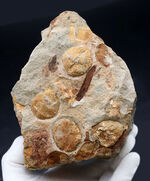 国産マニアックシリーズ！１６センチ超える立派な国産のウニの群集化石。「花びら」が保存